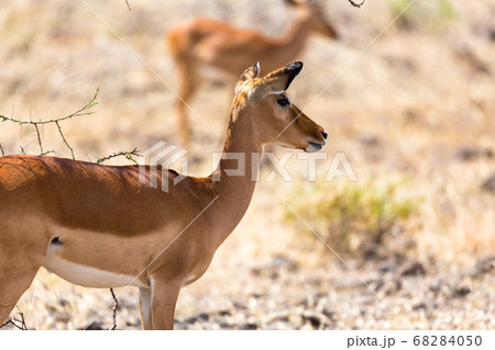 Grant Gazelle grazes in the vastness of the Kenyan 68284050