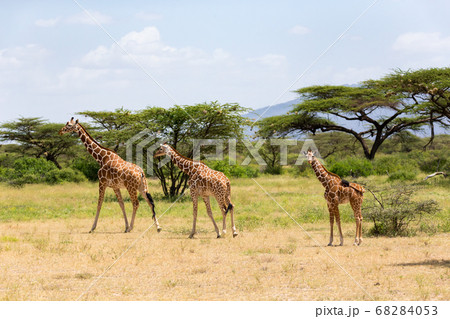 Several giraffes are walking through the grassland 68284053