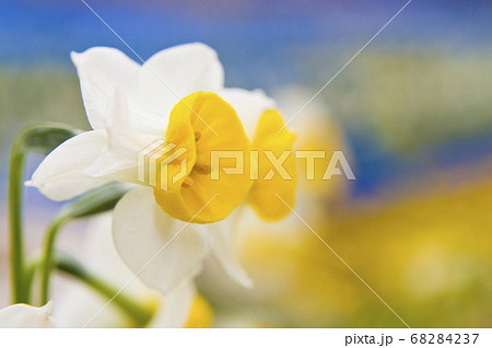 この花の名前はニホンズイセン(日本水仙)です。 この花の名前はニホンズイセン(日本水仙)です。 68284237