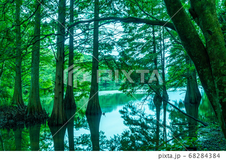 九大の森　福岡 68284384