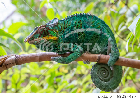 A chameleon in close-up in a national park on A chameleon in close-up in a national park on 68284437