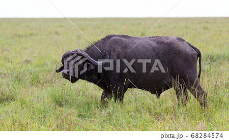 A buffalo is standing in the middle of the meadow A buffalo is standing in the middle of the meadow 68284574