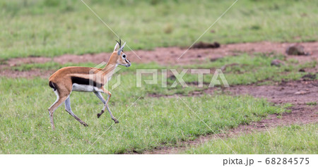 A Thomson's Gazelle runs through the grasslands of 68284575