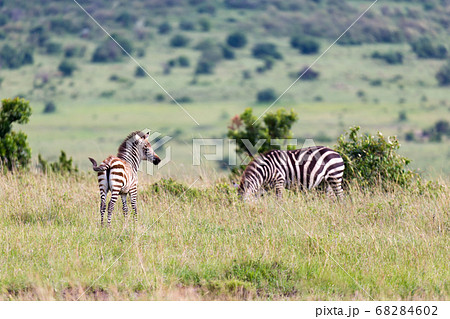 A Zebra family grazes in the savanna in close 68284602