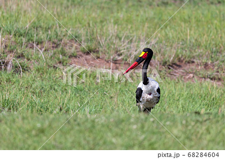 A stork with black red golden beak is standing in A stork with black red golden beak is standing in 68284604