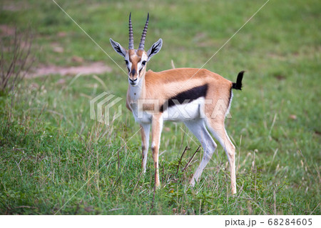 Thomson Gazelle in the Kenyan savannah amidst a Thomson Gazelle in the Kenyan savannah amidst a 68284605