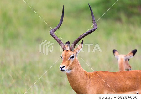 A lot of Impala antelopes in the grass landscape A lot of Impala antelopes in the grass landscape 68284606
