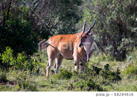 Some antelopes in the grass landscape of Kenya Some antelopes in the grass landscape of Kenya 68284616