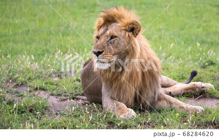 A Big Lion Lies In The Grass In The Savanna Ofの写真素材 6846