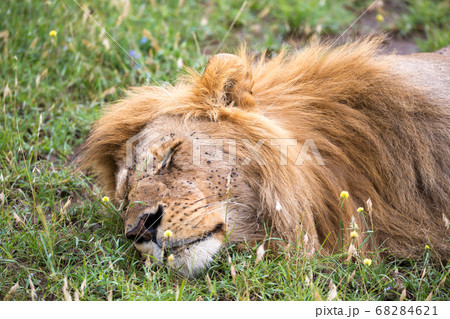 A big lion sleeps in the grass of the Kenyan A big lion sleeps in the grass of the Kenyan 68284621