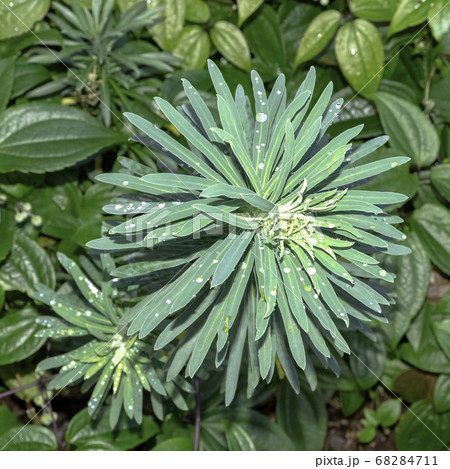 Euphorbia characias known as spurge black pearl, Albanian or large Mediterranean spurge with dew 68284711
