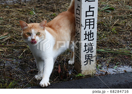 野良猫の写真 野良猫の写真 68284716
