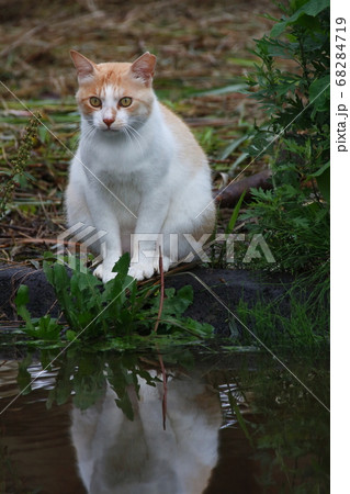野良猫の写真 野良猫の写真 68284719