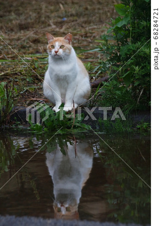 野良猫の写真 野良猫の写真 68284721