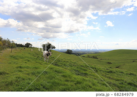北海道 上士幌 ナイタイ高原牧場 かわいい牛 北海道 上士幌 ナイタイ高原牧場 かわいい牛 68284979