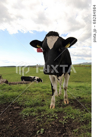 北海道　上士幌　ナイタイ高原牧場　かわいい牛 68284984