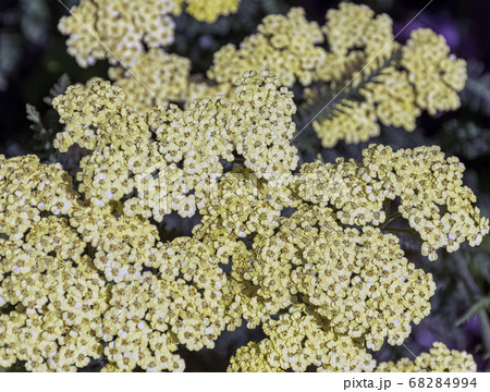 Achillea filipendulina, known as fernleaf yarrow, milfoil or nosebleed 68284994
