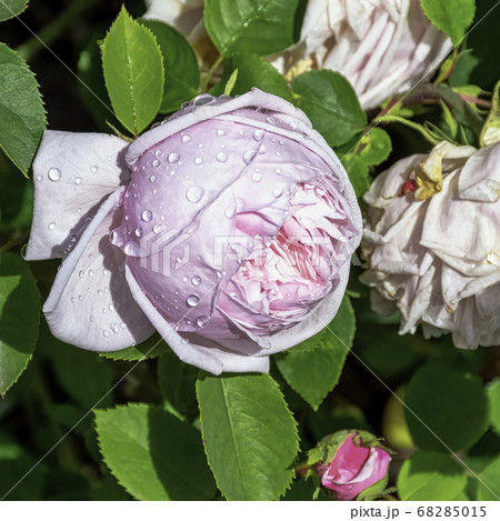 Rose gallica Duchesse de Montebello known as rosa Prolifera de Redoute in British park - London, UK Rose gallica Duchesse de Montebello known as rosa Prolifera de Redoute in British park - London, UK 68285015