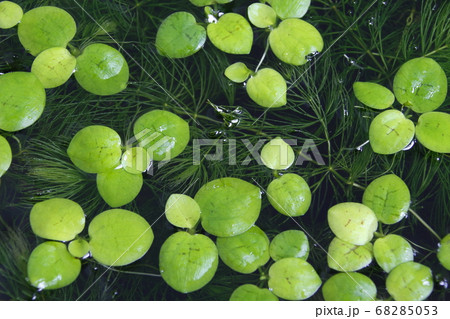 アマゾンフロッグピット 68285053