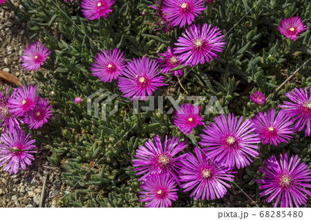 ピンク色の松葉菊 68285480