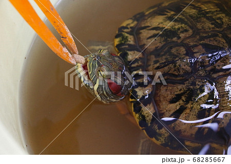 固形エサを食べるミドリガメ ピンセット餌付けver の写真素材 固形エサを食べるミドリガメ ピンセット餌付けver の写真素材