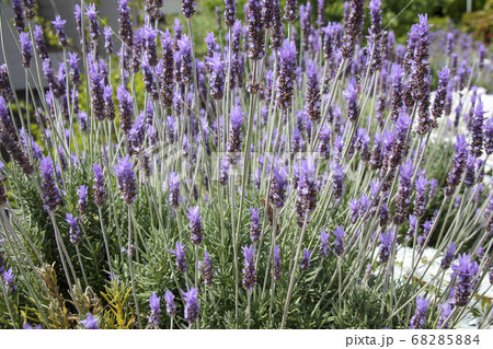 フレンチラベンダー 68285884