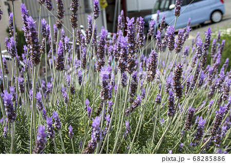 フレンチラベンダー フレンチラベンダー 68285886