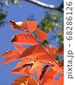 橙色の葉 68286126