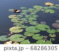 高原のスイレン 68286305