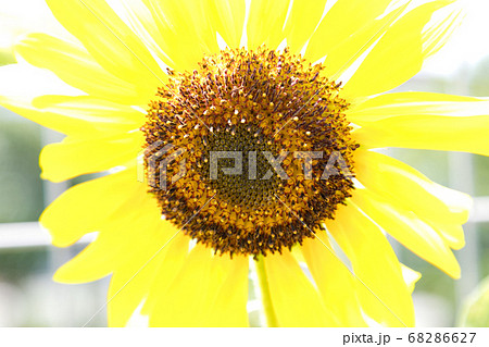 夏の公園に咲く1輪のヒマワリの花 千葉県船橋市 日本の写真素材