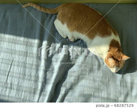 cat is napping on the bed 68287529