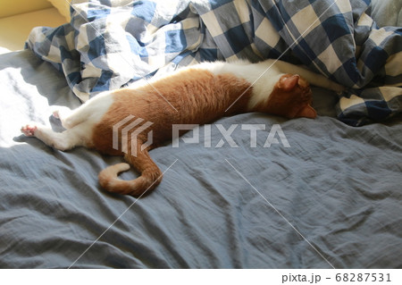 cat is napping on the bed 68287531