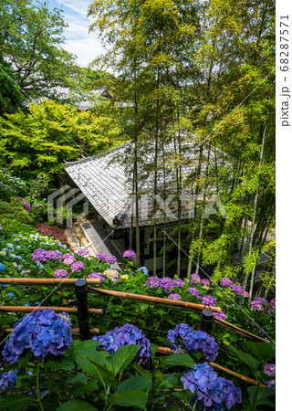 鎌倉・長谷寺　あじさい散策路から見降ろす経蔵とあじさい 68287571