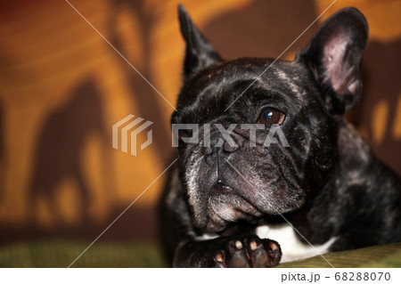 image of dog home interior image of dog home interior 68288070