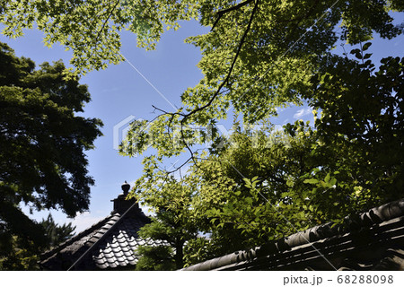 善峯寺の青もみじ 68288098