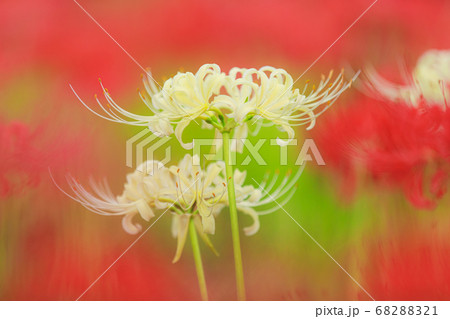 白い曼殊沙華 68288321