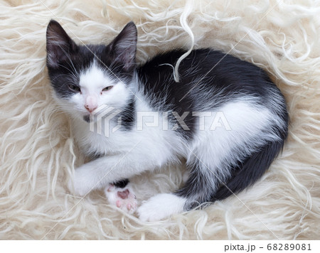 Cute little kitten resting on soft plaid Cute little kitten resting on soft plaid 68289081
