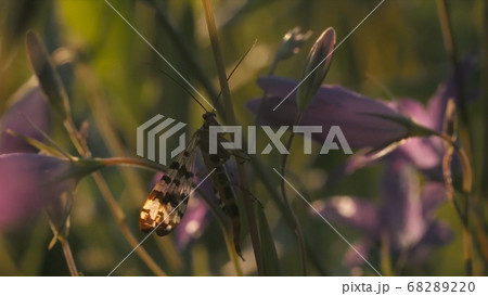 Natural background with an insect in the summer green field. Motion. Close up of sphingidae moth sitting on the stem of pink summer flower, spreading its wings and flying away. 68289220