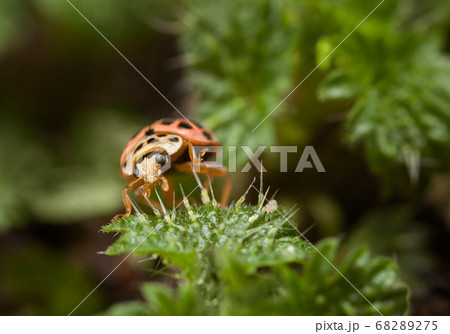 Ladybird portrait on stinging nettle leaf 68289275