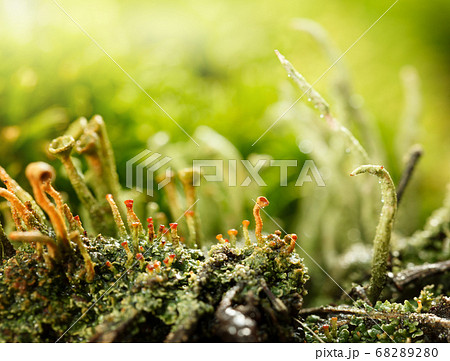 Red and Grey Lichens Red and Grey Lichens 68289280