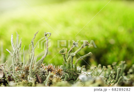 Cladonia cup lichen colony 68289282