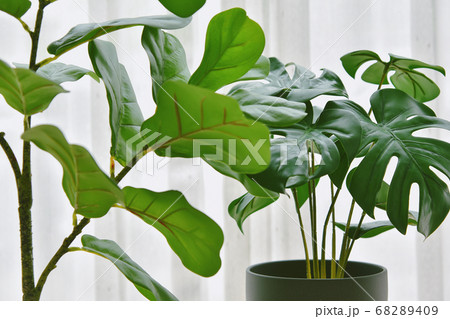 Artificial plant, Closed up of Fiddle leaf fig tree and monstera planted in black pot 68289409