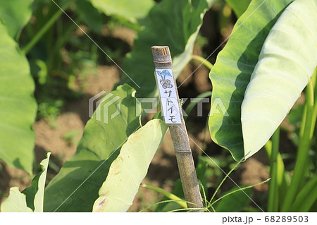 サトイモ畑 野菜の名前 足立区都市農業公園 サトイモ畑 野菜の名前 足立区都市農業公園 68289503