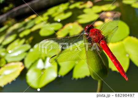 Thai red dragonfly 68290497