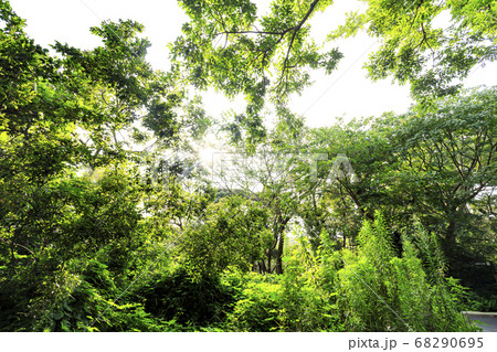 三浦半島の名所小網代の森の夏（8月） 68290695