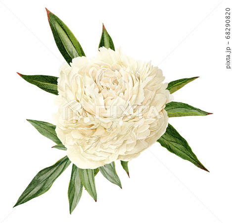 White peony flower with leaves, hand drawn 68290820