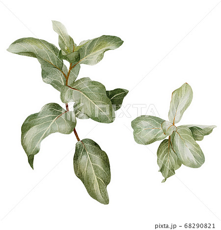 Silverberry branch, elaeagnus leaves, hand drawn 68290821