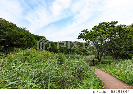 三浦半島の名所小網代の森の夏（8月） 68291344