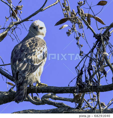 Young changeable hawk-eagle (Nisaetus cirrhatus) 68291640