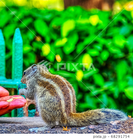 Feeding Indian palm squirrel (Funambulus palmarum) Feeding Indian palm squirrel (Funambulus palmarum) 68291754